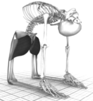 Yoga para os Glúteos