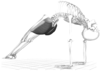 Yoga para os Glúteos